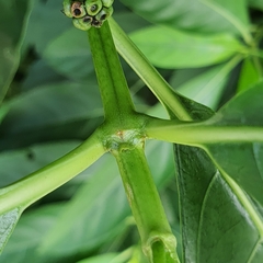 Morinda elliptica