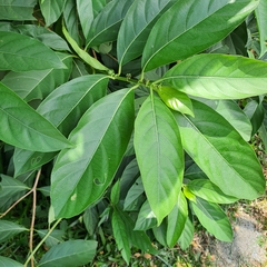 Morinda elliptica