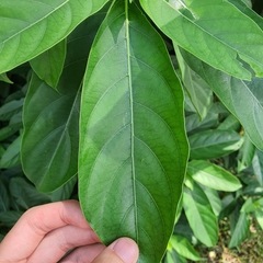 Morinda elliptica