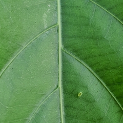 Morinda elliptica