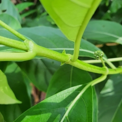 Morinda elliptica