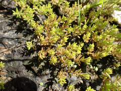 Portulaca pilosa