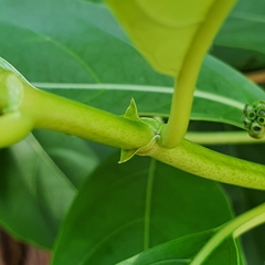 Morinda elliptica