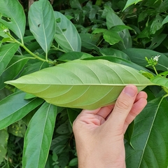 Morinda elliptica