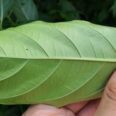 Morinda elliptica