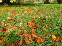 Psathyrella longipes