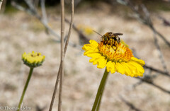 Svastra obliqua expurgata
