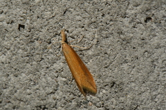 Donacaula