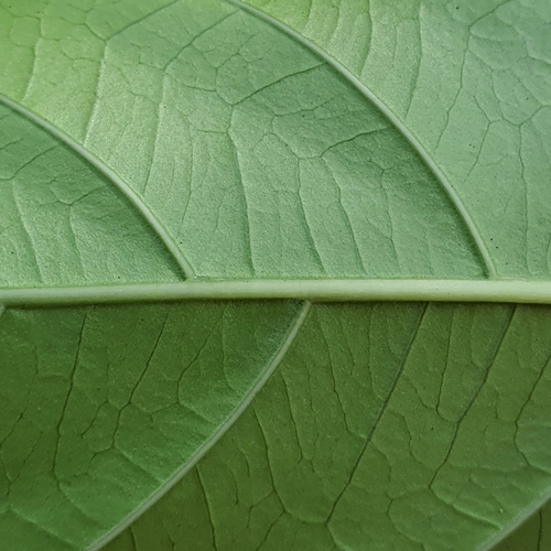 Image of Morinda elliptica by (c) pbsg, some rights reserved (CC BY)