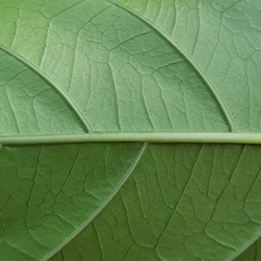 Morinda elliptica