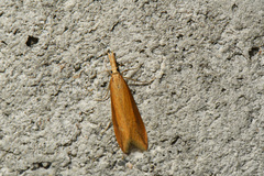Donacaula