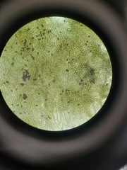 Aureobasidium