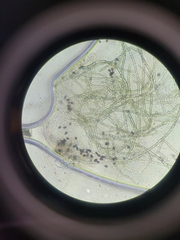 Aureobasidium