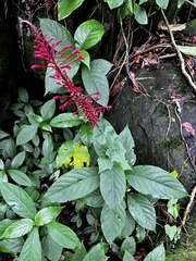 Odontonema cuspidatum