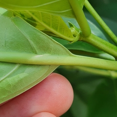 Morinda elliptica