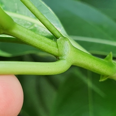 Morinda elliptica