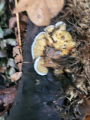 Stereum gausapatum