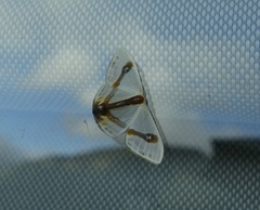 Macrocilix mysticata