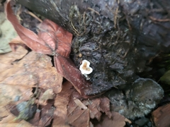 Stereum gausapatum