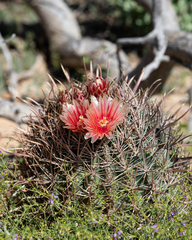Ferocactus