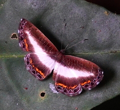 Nymphidium lisimon lisimon
