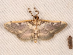 Apilocrocis pimalis