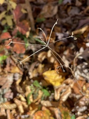 Taenidia integerrima