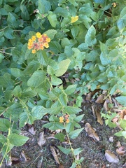 Lantana