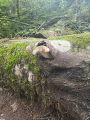 Pleurotus dryinus