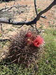 Ferocactus