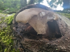 Pleurotus dryinus