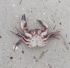 Nectocarcinus integrifrons