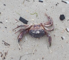 Nectocarcinus integrifrons