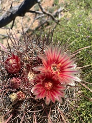 Ferocactus