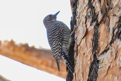 Sphyrapicus thyroideus