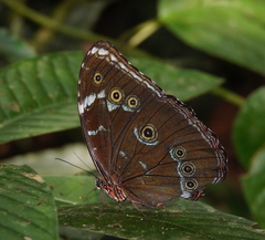 Morpho achilles phokylides
