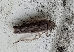 Osbornellus