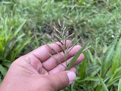 Paspalum paniculatum