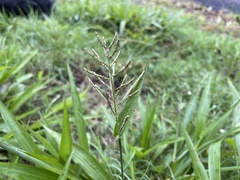 Paspalum paniculatum