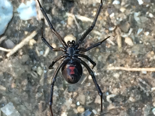 Western Black Widow
