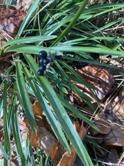 Liriope