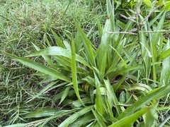 Paspalum paniculatum