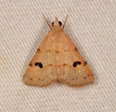 Hemeroplanis historialis