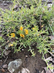 Pultenaea largiflorens
