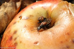 Platydracus cinnamopterus
