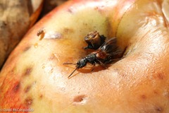 Platydracus cinnamopterus