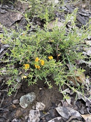 Pultenaea largiflorens