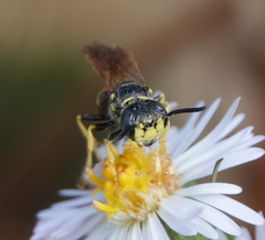 Philanthus lepidus