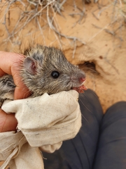 Rattus villosissimus