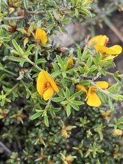 Pultenaea largiflorens